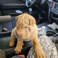 Apricot cream, a female Chinese Shar-Pei for sale in West Palm Beach, FL – Photo 1 of 7