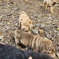 Apricot cream, a female Chinese Shar-Pei for sale in West Palm Beach, FL – Photo 3 of 7