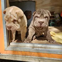 Apricot cream, a female Chinese Shar-Pei for sale in West Palm Beach, FL – Photo 5 of 7
