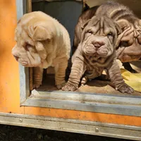 Apricot cream, a female Chinese Shar-Pei for sale in West Palm Beach, FL – Photo 4 of 7