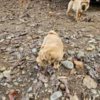 Apricot cream, a female Chinese Shar-Pei for sale in West Palm Beach, FL – Photo 7 of 7