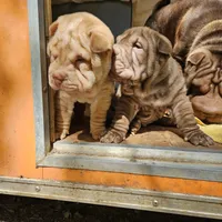 Apricot cream, a female Chinese Shar-Pei for sale in West Palm Beach, FL – Photo 6 of 7