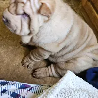 Cream apricot girl, a female Chinese Shar-Pei for sale in West Palm Beach, FL – Photo 5 of 9