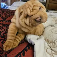 Cream apricot girl, a female Chinese Shar-Pei for sale in West Palm Beach, FL – Photo 9 of 9