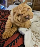 processed/f857a35f-a2db-4894-9609-5e60acbea6d5/listing/55bb78f8-f160-4c14-b8e6-769ca0e0e6bd/1b77d1b4-612a-4e1a-9982-c1af1e45170c