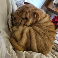 Cream apricot girl, a female Chinese Shar-Pei for sale in West Palm Beach, FL – Photo 7 of 9