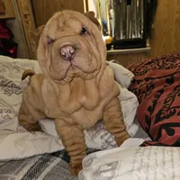 Cream apricot girl, a female Chinese Shar-Pei for sale in West Palm Beach, FL – Photo 2 of 9