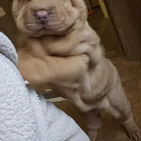 Cream apricot girl, a female Chinese Shar-Pei for sale in West Palm Beach, FL – Photo 1 of 9