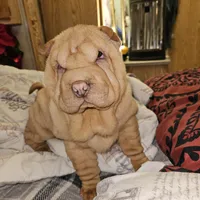 Cream apricot girl, a female Chinese Shar-Pei for sale in West Palm Beach, FL – Photo 3 of 9
