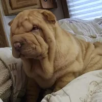 Cream apricot girl, a female Chinese Shar-Pei for sale in West Palm Beach, FL – Photo 6 of 9