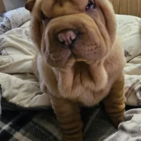 Cream apricot girl, a female Chinese Shar-Pei for sale in West Palm Beach, FL – Photo 8 of 9