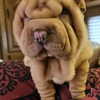 Cream apricot girl, a female Chinese Shar-Pei for sale in West Palm Beach, FL – Photo 4 of 9