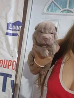 Lilac female , a female Chinese Shar-Pei for sale in Atlanta, GA – 4 of 10