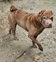 Blue , a male Chinese Shar-Pei for sale in Atlanta, GA – 2 of 5