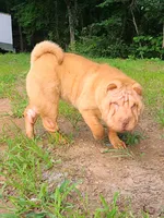 Lucy, a female Chinese Shar-Pei for sale in Atlanta, GA – 5 of 10