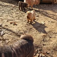 Cream apricot girl, a female Chinese Shar-Pei for sale in West Palm Beach, FL – Photo 10 of 10