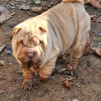 Cream apricot girl, a female Chinese Shar-Pei for sale in West Palm Beach, FL – Photo 1 of 10