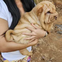 Cream apricot girl, a female Chinese Shar-Pei for sale in West Palm Beach, FL – Photo 4 of 10