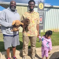 Cream apricot girl, a female Chinese Shar-Pei for sale in West Palm Beach, FL – Photo 7 of 10