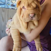 Cream apricot girl, a female Chinese Shar-Pei for sale in West Palm Beach, FL – Photo 9 of 10