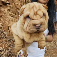 Cream apricot girl, a female Chinese Shar-Pei for sale in West Palm Beach, FL – Photo 6 of 10
