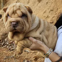 Cream apricot girl, a female Chinese Shar-Pei for sale in West Palm Beach, FL – Photo 2 of 10