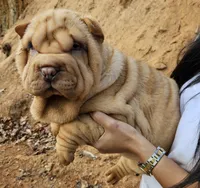 processed/f857a35f-a2db-4894-9609-5e60acbea6d5/listing/5bc2de75-a7dd-4f6f-8df7-6f1010964c8a/86a6ffd9-df77-482e-92a2-bbbad321e2b4