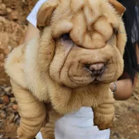 Cream apricot girl, a female Chinese Shar-Pei for sale in West Palm Beach, FL – Photo 3 of 10