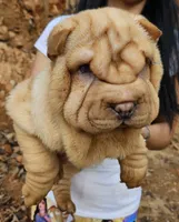 processed/f857a35f-a2db-4894-9609-5e60acbea6d5/listing/5bc2de75-a7dd-4f6f-8df7-6f1010964c8a/93bf787e-b28e-42da-8778-a9978898f5cf