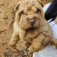 Cream apricot girl, a female Chinese Shar-Pei for sale in West Palm Beach, FL – Photo 5 of 10