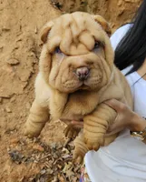 processed/f857a35f-a2db-4894-9609-5e60acbea6d5/listing/5bc2de75-a7dd-4f6f-8df7-6f1010964c8a/ce66aeb6-64d4-4c60-99ad-a384c0a2172c