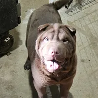 Chocolate boy, a male Chinese Shar-Pei for sale in West Palm Beach, FL – Photo 2 of 7