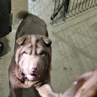 Chocolate boy, a male Chinese Shar-Pei for sale in West Palm Beach, FL – Photo 3 of 7