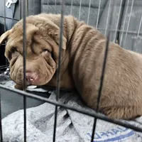 Chocolate boy, a male Chinese Shar-Pei for sale in West Palm Beach, FL – Photo 6 of 7