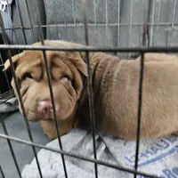 Chocolate boy, a male Chinese Shar-Pei for sale in West Palm Beach, FL – Photo 7 of 7