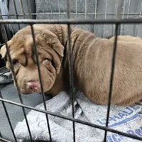 Chocolate boy, a male Chinese Shar-Pei for sale in West Palm Beach, FL – Photo 4 of 7