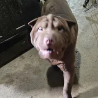Chocolate boy, a male Chinese Shar-Pei for sale in West Palm Beach, FL – Photo 5 of 7