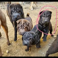 Chocolate boy, a male Chinese Shar-Pei for sale in West Palm Beach, FL – Photo 1 of 7