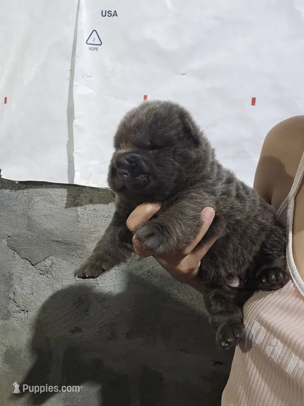 Bear coat blue girl – Chinese Shar-Pei puppy for sale in Atlanta, GA