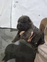 Bear coat blue girl, a female Chinese Shar-Pei for sale in Atlanta, GA – 1 of 10