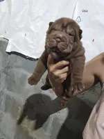 Chocolate dilute girl , a female Chinese Shar-Pei for sale in Atlanta, GA – 3 of 9