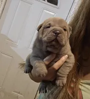 Blue girl, a female Chinese Shar-Pei for sale in Atlanta, GA – 4 of 9