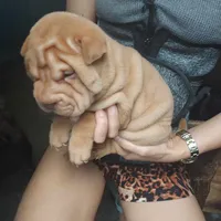 Cream apricot boy, a male Chinese Shar-Pei for sale in West Palm Beach, FL – Photo 2 of 5