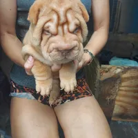 Cream apricot boy, a male Chinese Shar-Pei for sale in West Palm Beach, FL – Photo 1 of 5