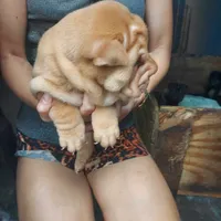 Cream apricot boy, a male Chinese Shar-Pei for sale in West Palm Beach, FL – Photo 5 of 5