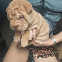 Cream apricot boy, a male Chinese Shar-Pei for sale in West Palm Beach, FL – Photo 3 of 5