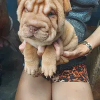 Cream apricot boy, a male Chinese Shar-Pei for sale in West Palm Beach, FL – Photo 4 of 5