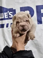 Albino cream girl, a female Chinese Shar-Pei for sale in West Palm Beach, FL – Photo 5 of 10