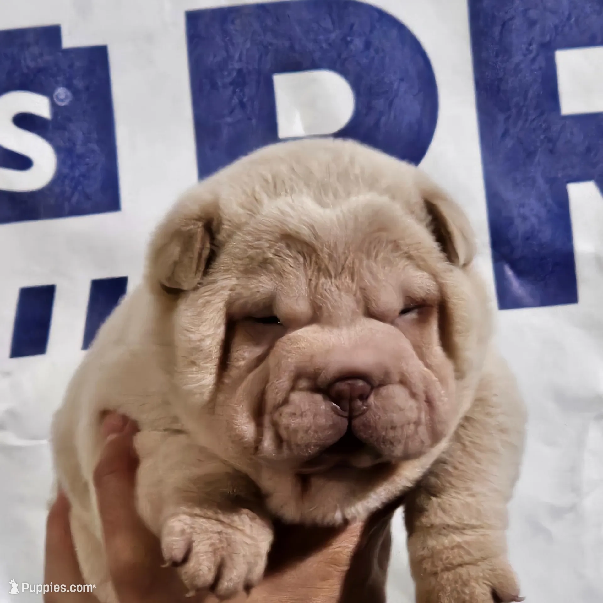 Albino cream girl – Chinese Shar-Pei puppy for sale in Ellijay, GA