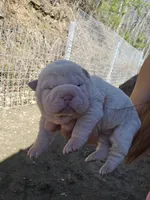 Albino cream girl, a female Chinese Shar-Pei for sale in Ellijay, GA – Photo 7 of 10